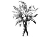 Mandrake (Atropa mandragora) Heb. DUDaAIM (Gen.30.14-16, Song 7.13).